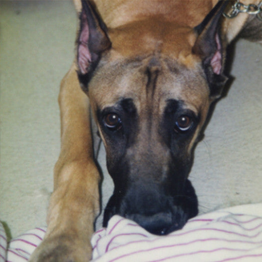 Brutis